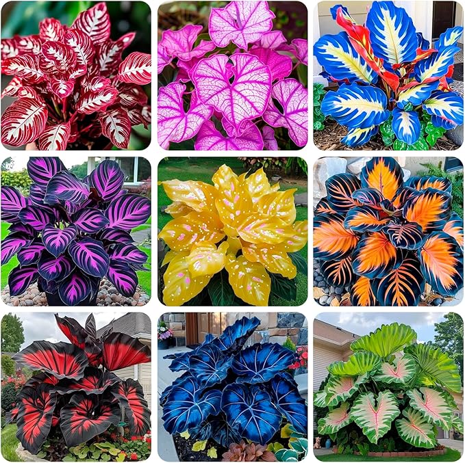 300+USA Premium Caladium Flower Plant Seeds for Palnting Outdoor, Non-GMO Heirloom Ideal for Garden & Indoor Planting