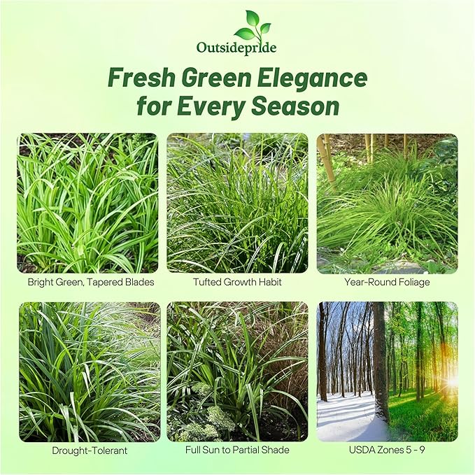Outsidepride Carex Fresh Look Ornamental Grass Seed – 100 Pcs. Perennial, Low-Maintenance, Drought-Tolerant Grass Seeds with Low Growing Foliage for Borders, Ground Covers, & Outdoor Living Spaces