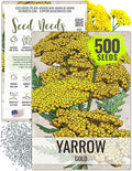 Seed Needs Gold Yarrow Seeds for Planting Yellow Achillea filipendulina - Heirloom & Open Pollinated Perennial Flowers to Attract Monarch Butterflies to a Butterfly Garden (1 Pack)