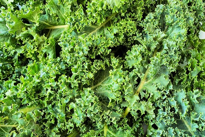 Dwarf Kale Seeds to Plant | 100+ Seeds | Dwarf Blue Kale Seeds for Planting | Grow Your Own Food
