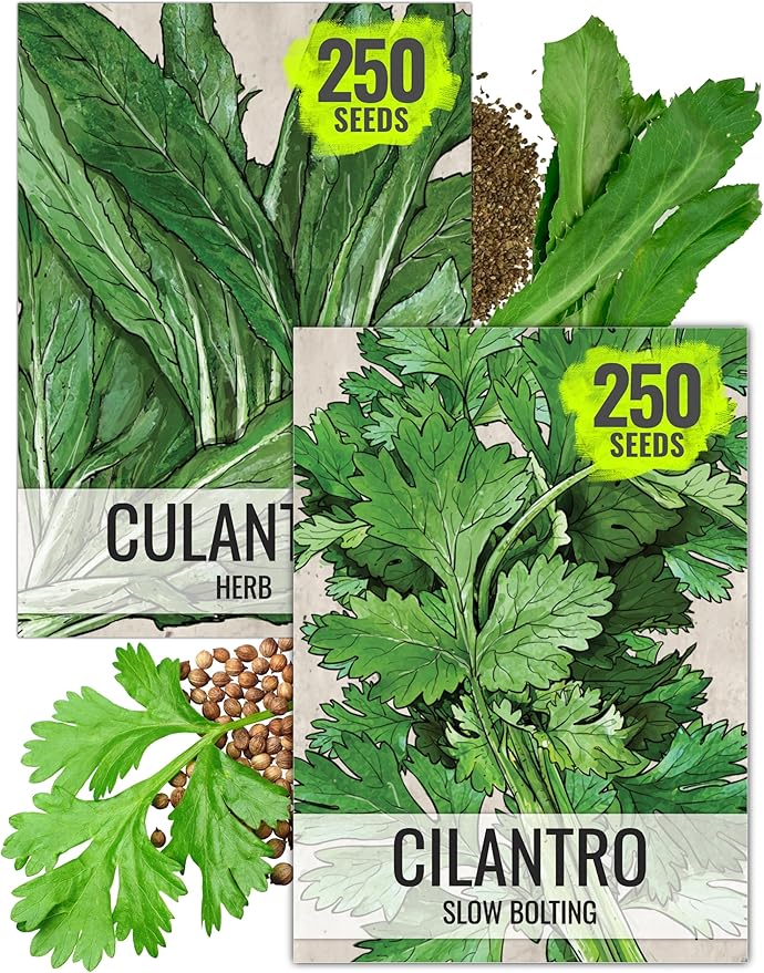 Seed Needs Coriander Seeds for Planting Culantro & Cilantro - Non-GMO Heirloom & Untreated Herb Seed to Plant an Indoor/Outdoor Culinary Medicinal Garden (Collection of 2 Packets)