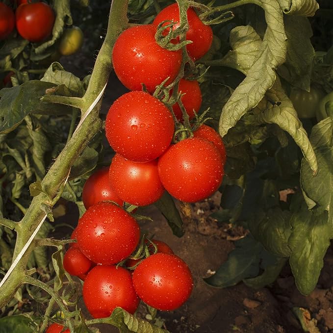 Tomato Seeds - Gardener's Delight - 4 Oz ~30,000 Seeds - Solanum lycopersicum - Farm & Garden Vegetable Seeds - Non-GMO, Heirloom, Open Pollinated, Annual - Cherry Tomato