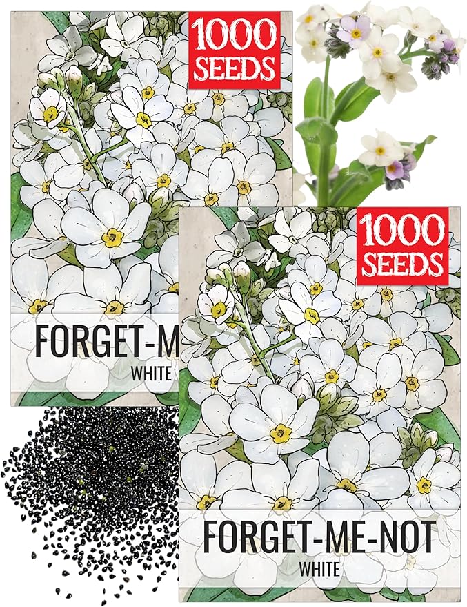 Seed Needs White Forget Me Not Seeds for Planting Myosotis Flowers - Heirloom & Open Pollinated Wildflowers to Plant an Outdoor Butterfly Garden to Attract Pollinators (2 Packs)