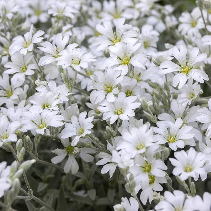 Outsidepride Snow in Summer Seeds - 5000 Pcs. Perennial, Drought-Tolerant & Easy to Grow, Ground Cover Seeds for Planting Silver Foliaged, White Blooms, Great for Rock Gardens, and Dry Landscapes
