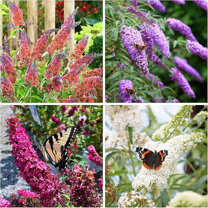 350+ Mix Butterfly Bush Seeds - Buddleia Davidii Flower Seeds Perennial, Drought-Tolerant & Low Maintenance Flower Seeds, Great for Pollinator Gardens
