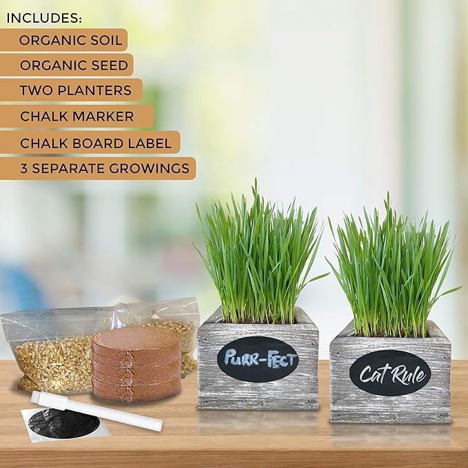 Cali Kiwi Pros Cat Grass for Indoor Cats Kit – Best Value Organic Seed & Soil for 3 Growing Cycles, Natural Hairball Remedy & Cat Gifts (White Wash)