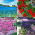 Mix Creeping Thyme Ground Cover Flower Seeds for Planting, 20000+pcs Perennial Creeping Wild Thymus Seeds, Non-GMO Heirloom Wild Thymus Serpyllum Flower Plants for Home Garden Outdoors