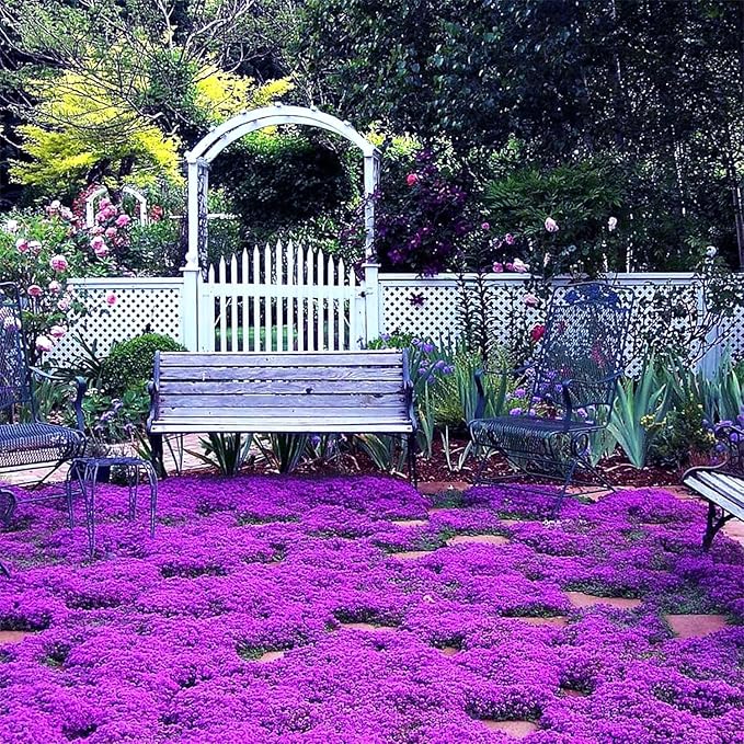 20000pcs Purple Creeping Thyme Seed for Planting Flowers Seeds Perennial Ground Cover Plants, Lawn Alternative, Fragrant, Drought-Tolerant