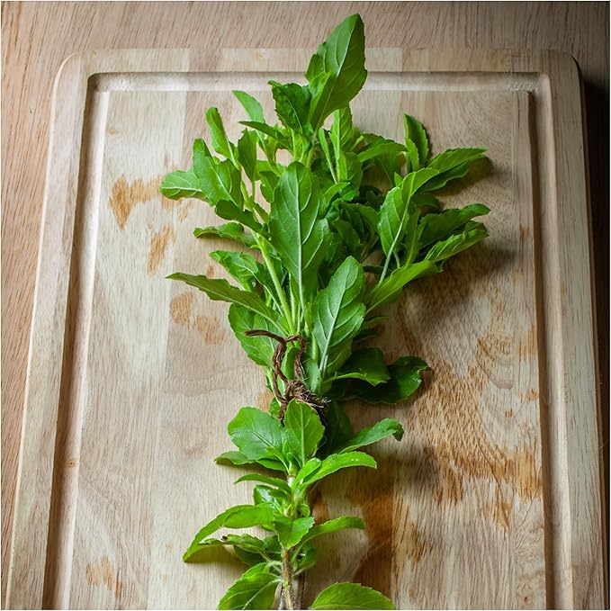 Seed Needs Holy Basil Tulsi Seeds for Planting - Non-GMO Heirloom & Untreated Medicinal Herbal Plants to Grow Indoors or Outdoors - Sacred Hindu Herbs (2 Packs)