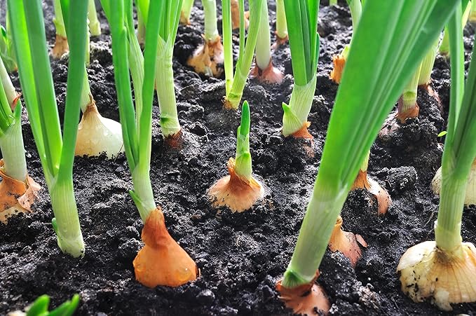 Onion Seeds Variety Pack for Planting – 4 Heirloom Non-GMO Varieties: Evergreen Bunching, Red Creole, White Sweet Spanish & Yellow Sweet Spanish – Garden Vegetable Seeds for Home Growing Indoors & Outdoors.