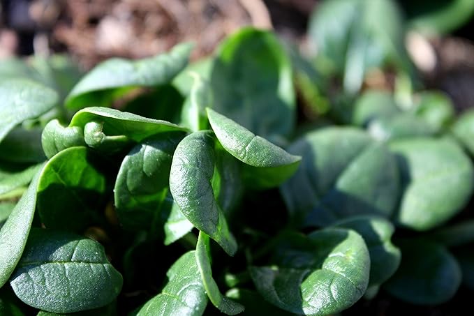 Seeds Vegetable Four Season Spinach Giant - 300 Seeds