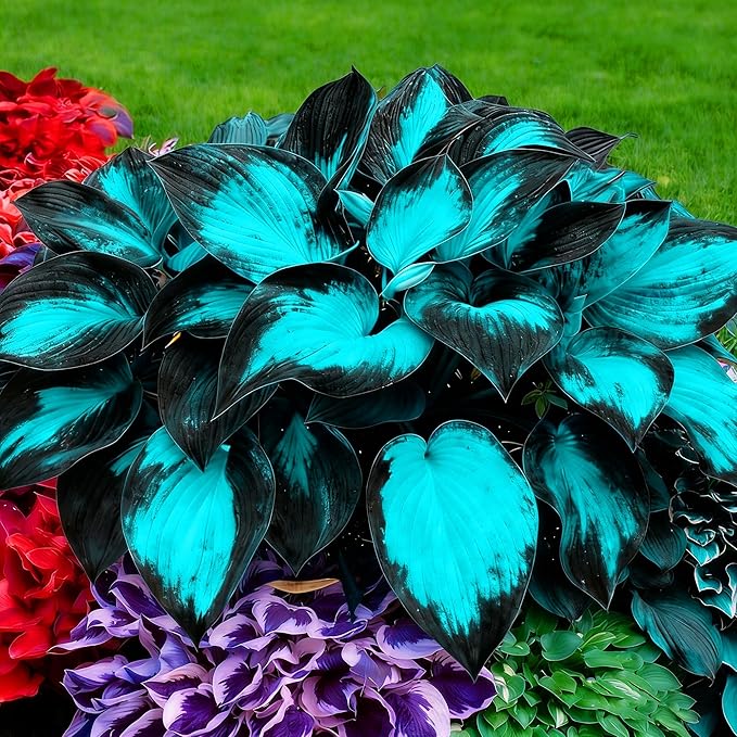 Hosta Seeds for Planting, 100+pcs Rare Perennial Hosta Flower Seeds, Non-GMO Heirloom Long Blooming Plants Shaded Entry Pathway Flowers for Home Garden Outdoors