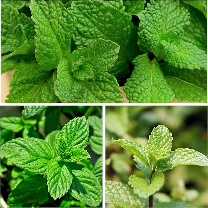 Seed Needs Mint Seeds for Planting Spearmint & Peppermint - Non-GMO Heirloom & Untreated Herb Seed to Plant an Indoor/Outdoor Culinary Medicinal Garden (Collection of 2 Packets)