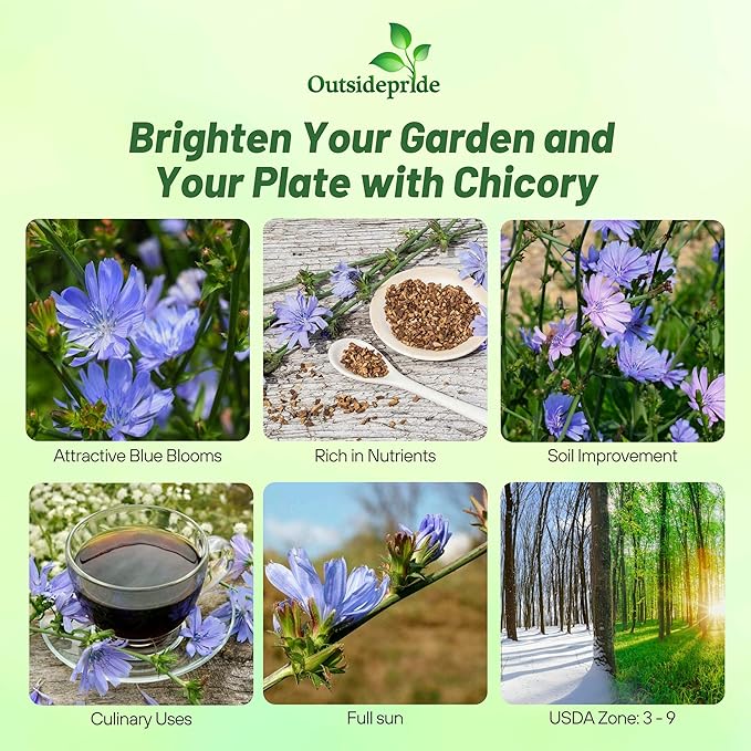 Outsidepride Chicory Seeds for Planting - 1 lb. Perennial, Easy to Grow & Drought Tolerant, Flower Seeds with Clustered Pastel Blue Blooms for Garden Pastures & Wildflower Meadows