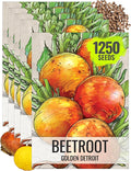 Seed Needs, Golden Detroit Beet Seeds - 250 Heirloom Seeds for Planting Beta vulgaris - Grow an Outdoor Garden Non-GMO & Untreated (5 Packs)