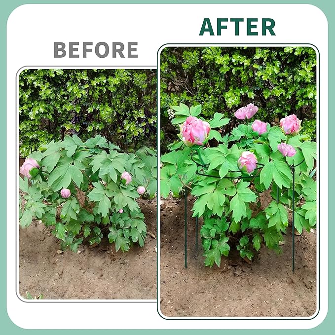 8 Sets Peony Support Cage,Heavy Duty Metal Plant Support Rings with 3.5mm Thickened Legs,10"Dia.x16"High Grow Through Hoops for Peonies and Tall Plants,Rust-Resistant Strong Support for Heavy Blossoms