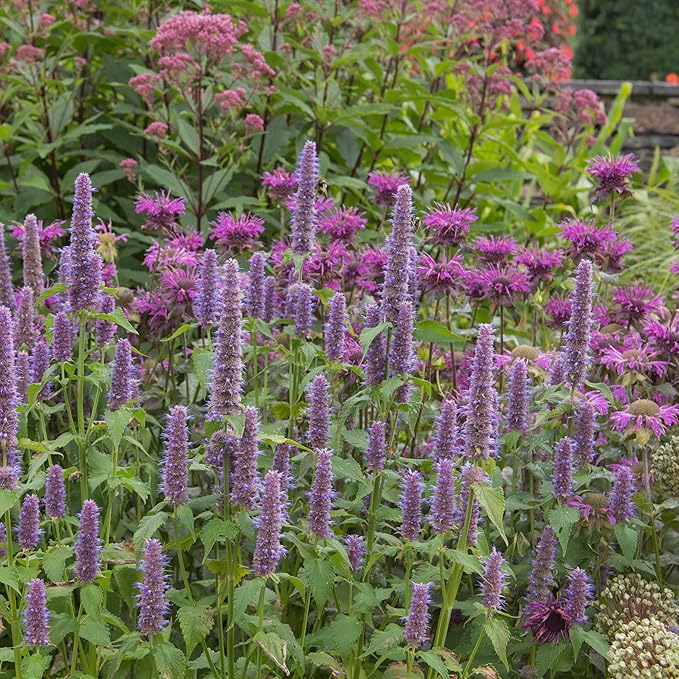 Outsidepride Purple Anise Hyssop Seeds for Planting - 10000 Pcs Perennial Herb Garden Seeds with Fragrant Blooms Attractive to Pollinators, for Small Gardens, Containers, & Xeriscaping