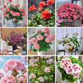 Mix Geranium Seeds for Planting, 10+pcs Rare Perennial Geranium Flower Seeds Plants, Non-GMO Heirloom Rare Beauty Home Garden Blooms Flowers Plants for Outdoors Indoors