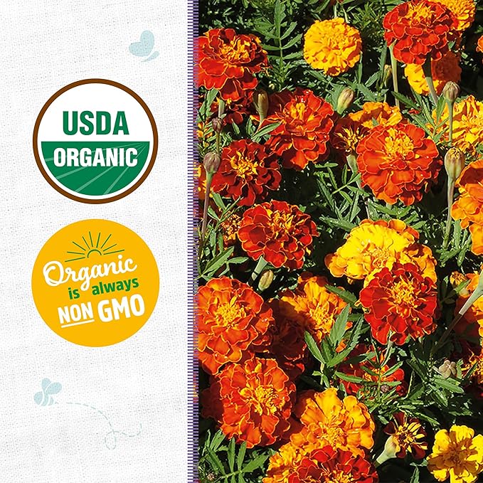 Back to The Roots 100% Organic Heirloom Seeds - Marigold Flower Value Pack (500mg Total)