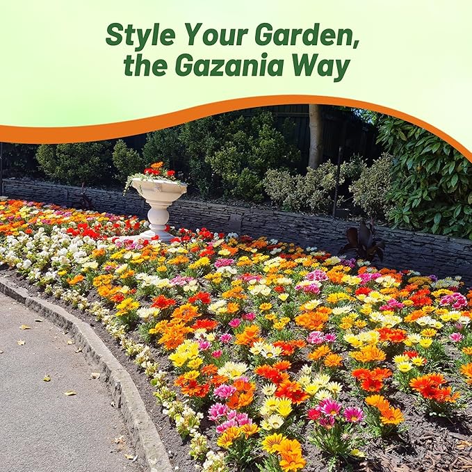Outsidepride New Day Bright Mixed Gazania Seeds for Planting – 50 Pcs Perennial, Low-Maintenance, Drought-Tolerant Ground Cover Seeds for Vibrant Summer & Fall Flowers, Great for Outdoor Gardens