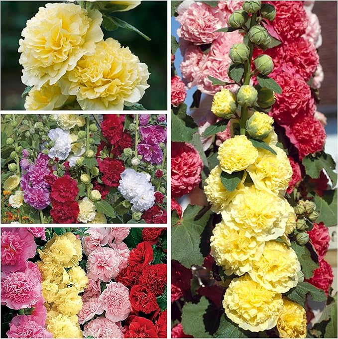 Seed Needs, Mixed Carnival Hollyhock Seeds - Heirloom Seeds for Planting Alcea rosea - Biennial Wildflower that Attracts Pollinators to the Garden (5 Packs)
