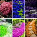 Mixrug 5007+ Fragrant Mix Creeping Thyme Seeds Ground Cover, Multicolor Thymus Serpyllum Seeds,Wooly Thyme Heat Tolerant Herb Seed Bee-Friendly Carpet Low Maintenance Between Stepping Stones