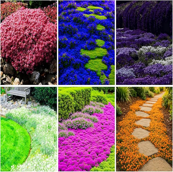 Mixrug 5007+ Fragrant Mix Creeping Thyme Seeds Ground Cover, Multicolor Thymus Serpyllum Seeds,Wooly Thyme Heat Tolerant Herb Seed Bee-Friendly Carpet Low Maintenance Between Stepping Stones