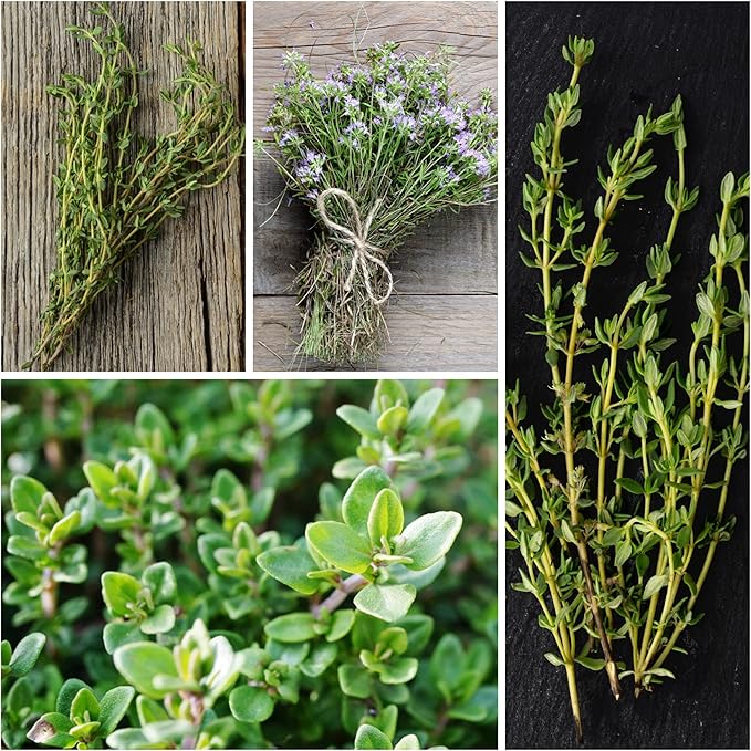 Seed Needs Thyme Seeds for Planting - Non-GMO Heirloom & Untreated Perennial Herb Seed to Plant a Culinary Kitchen Garden Indoors or Outdoors (5 Packs)