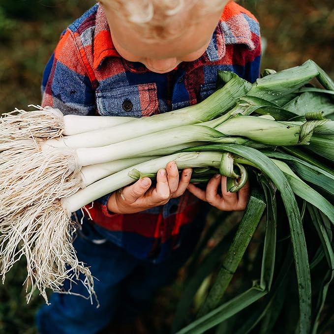 American Flag Leek - 100 Seeds - Heirloom Leek Variety, Non-GMO Vegetable Seeds for Planting Outdoors in The Home Garden, Thresh Seed Company