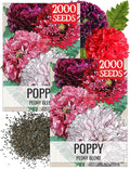 Seed Needs Mixed Peony Poppy Seeds for Planting - Heirloom & Open Pollinated - Colorful Mixture to Plant an Outdoor Butterfly Garden, Attracts Pollinators (2 Packs)