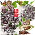 Seed Needs Pink Milkweed Seeds for Planting Common Asclepias syriaca - Heirloom & Open Pollinated Perennial Flower Seed to Plant a Monarch Butterfly Garden (10 Packs)
