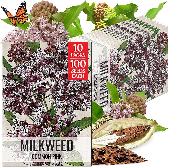 Seed Needs Pink Milkweed Seeds for Planting Common Asclepias syriaca - Heirloom & Open Pollinated Perennial Flower Seed to Plant a Monarch Butterfly Garden (10 Packs)