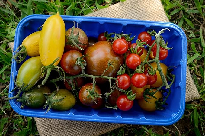 Matt's Wild Cherry Heirloom Cherry Tomato Premium Seeds for Planting Packet