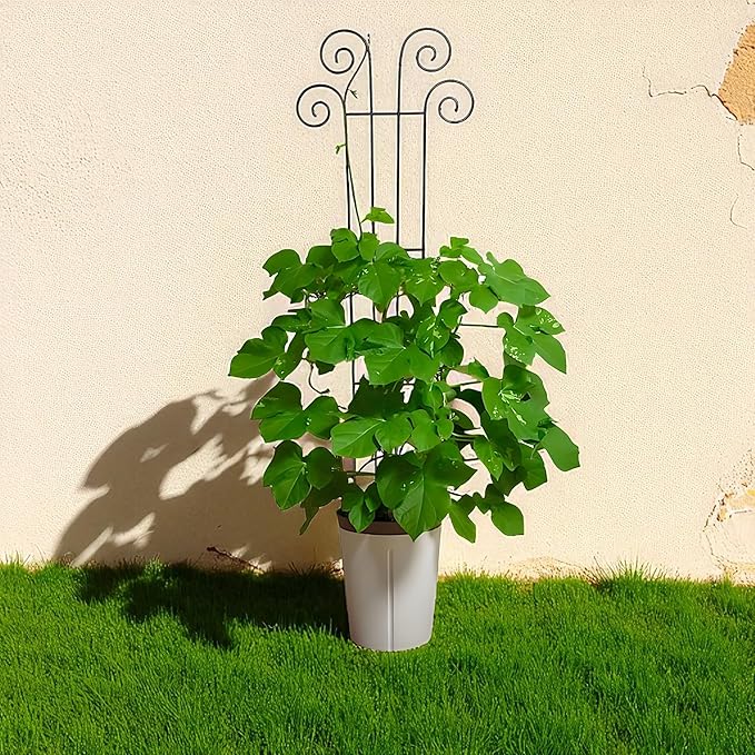 Hosley's 48 Inch High Set of 4 Wave Iron Trellis Ideal Gift for Floral Arrangements Wedding or Party and Use Next to Structures Home or Office or in Planters for Growing Plants Vines and Vegetables