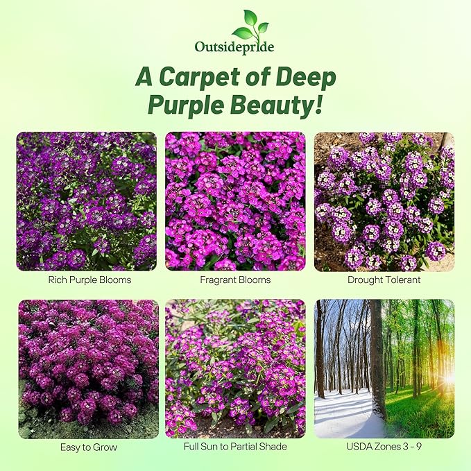 Outsidepride Oriental Nights Alyssum Seeds - 5000 Pcs Annual, Drought-Tolerant & Pollinator-Friendly Ground Cover Seeds w/Fragrant Honey Blooms for Low-Growing Xeriscaping & Outdoor Planting