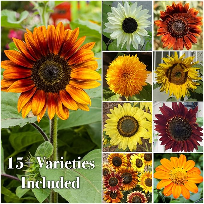 Seed Needs Sunflower Seeds to Plant The Original Crazy Blend | 500+ Heirloom Seeds 15+ Varieties Open Pollinated & Untreated | Resealable Bulk Package Multicolored Blooms Flower Seed
