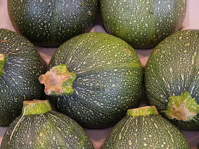 Seeds Zucchini Dark Black Squash Boatswain Heirloom Vegetable for Planting Non GMO