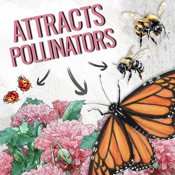 Seed Needs Pale Rose Peony Poppy Seeds for Planting - Heirloom & Open Pollinated Annual Flowers - Pink Ruffled Blooms to Attract Butterflies to the Garden (1 Pack)