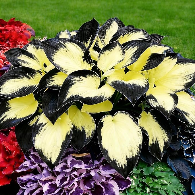 Hosta Seeds for Planting, 100+pcs Rare Perennial Hosta Flower Seeds, Non-GMO Heirloom Long Blooming Plants Shaded Entry Pathway Flowers for Home Garden Outdoors