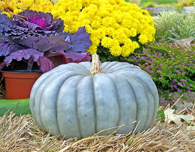 NIKA SEEDS - Seeds Vegetable Pumpkin Queensland Blue (Cucurbita Maxima) - 10 Seeds