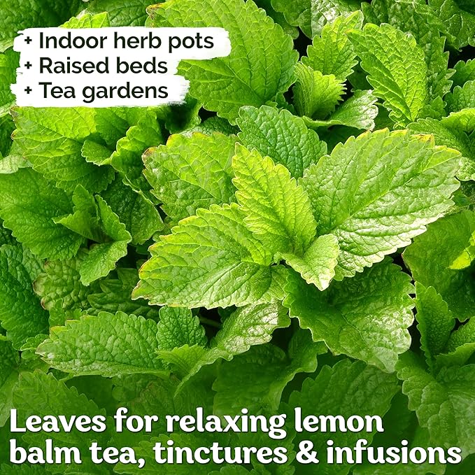 KVITER 700 Lemon Balm Seeds for Planting (Melissa Officinalis) – Heirloom & Organic Medicinal Herb Seeds – Grow in Herb Garden, Pots, Beds Indoors & Outdoors for Calming Lemon Balm Tea
