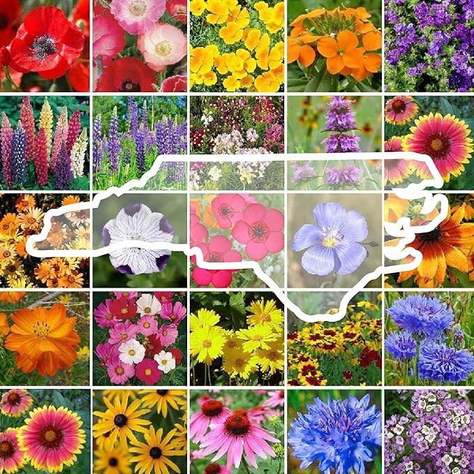 Eden Brothers North Carolina Wildflower Mixed Seeds for Planting, 1/4 lb, 120,000+ Seeds with Cornflower, African Daisy | Attracts Pollinators, Plant in Spring or Fall, Zones 3, 4, 5, 6, 7, 8, 9, 10