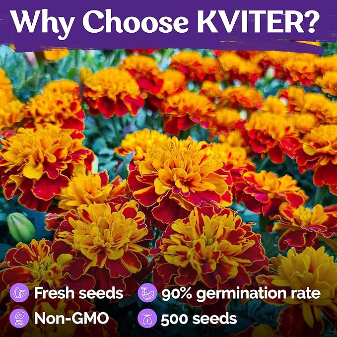 KVITER 500 French Marigold Seeds, Sparky Mix (Tagetes patula) — Marigold Flowers, Heirloom, Non GMO & Organic, Vibrant Yellow & Orange Blooms — Flower Seeds to Plant Outside, Borders, Beds, Container