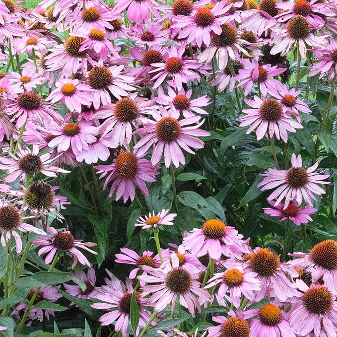 Bravado Echinacea Flower Garden Seeds (Purple Coneflower) - 500 Seeds - Perennial Flower Gardening Seed - Echinacea purpurea