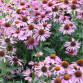 Bravado Echinacea Flower Garden Seeds (Purple Coneflower) - 500 Seeds - Perennial Flower Gardening Seed - Echinacea purpurea