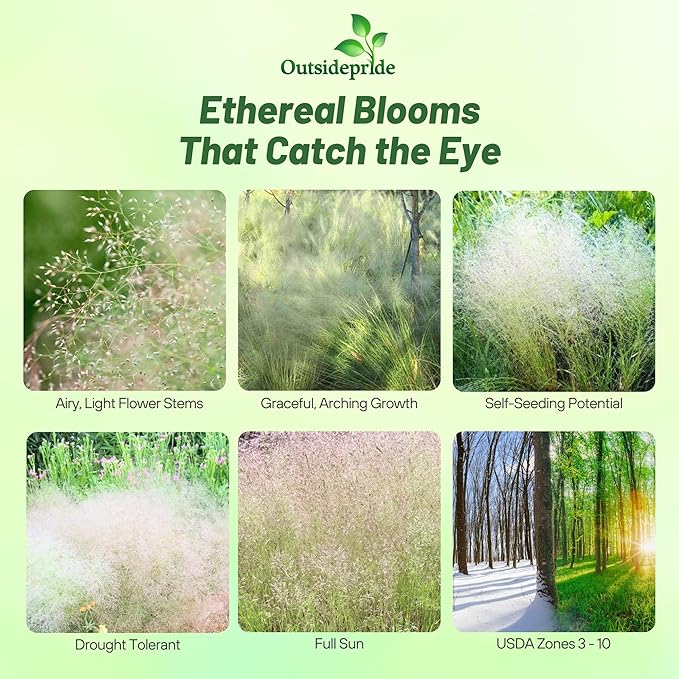 Outsidepride Agrostis Nebulosus Cloud Grass Seeds - 10000 Pcs Annual Versatile & Adaptable Ornamental Grass with Airy White Seed-Heads for Low Maintenance Xeriscaping & Borders
