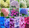 120 Mix Hydrangea Seeds Giant Snowball for Planting Flowers Bush Plants Garden Shrub Bonsai
