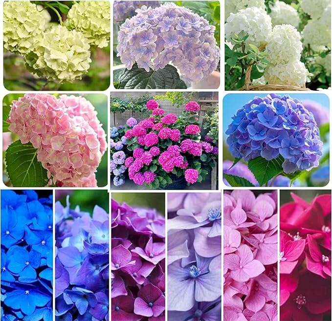 120 Mix Hydrangea Seeds Giant Snowball for Planting Flowers Bush Plants Garden Shrub Bonsai