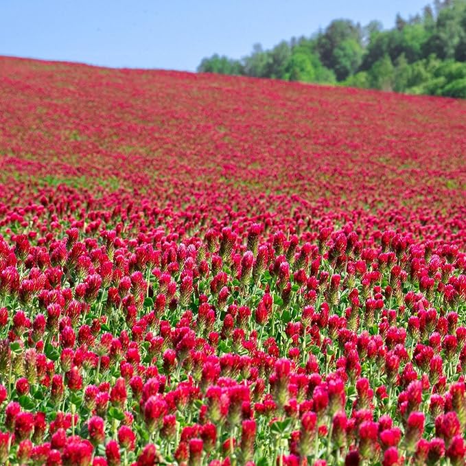 Organic Crimson Clover Seeds - 1 lb ~46,400 Seeds - Legume Clover Seeds for Cover Crops, Wildlife Forage, Pasture, Hay, Pollinator Attractant, Green Manure, & More - Clover Seeds for Planting