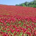 Organic Crimson Clover Seeds - 1 lb ~46,400 Seeds - Legume Clover Seeds for Cover Crops, Wildlife Forage, Pasture, Hay, Pollinator Attractant, Green Manure, & More - Clover Seeds for Planting
